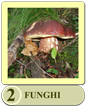 IC2_Funghi.png