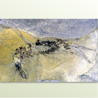 Fossile Aeger sp.